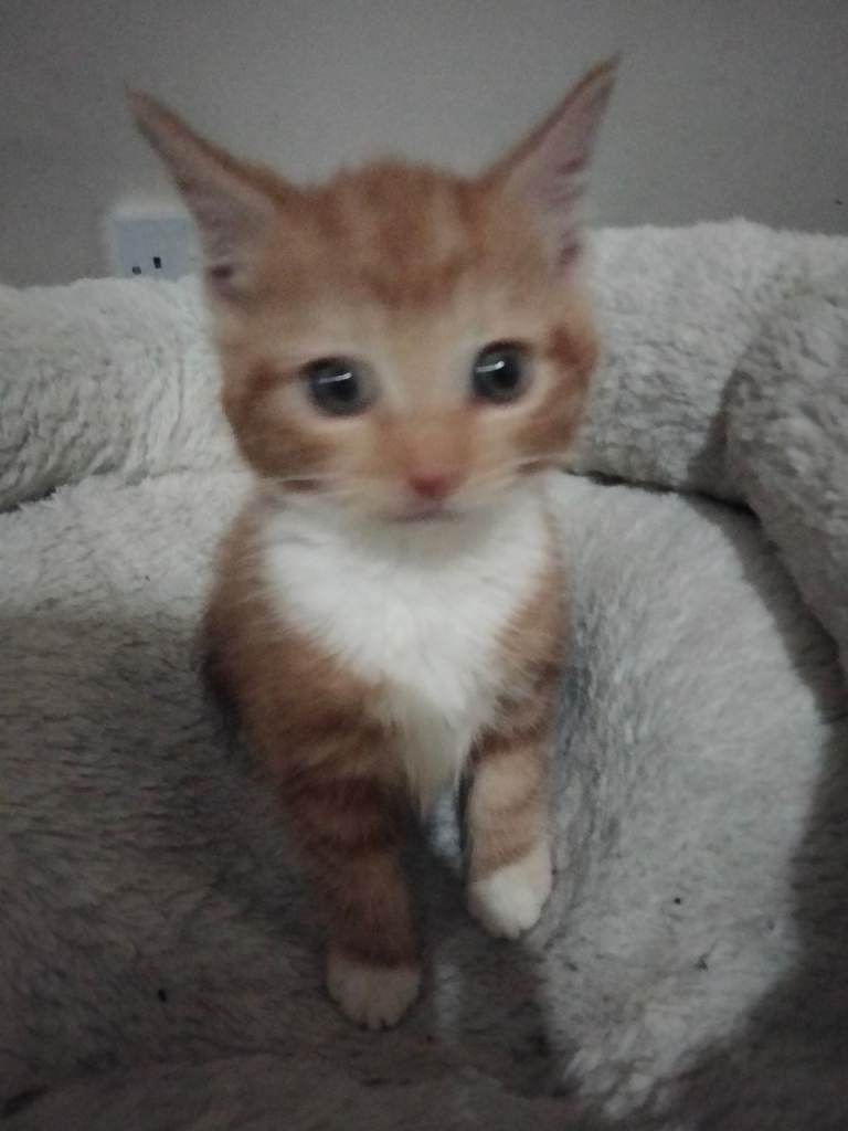 1 adorable Ginger kitten ready to Go! 🌟🌟🌟🌟🌟