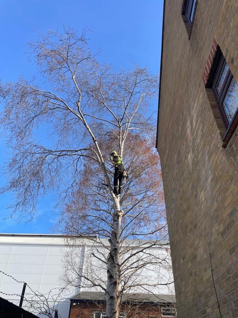 trees cutter trees removal trees reduction trees trimming Stump grinder Garden Services 