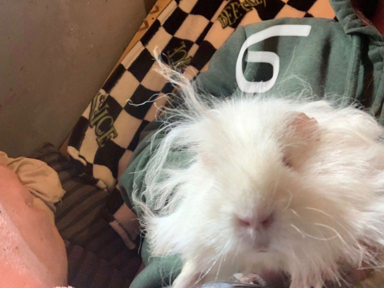 Mixed lot of guinea pigs