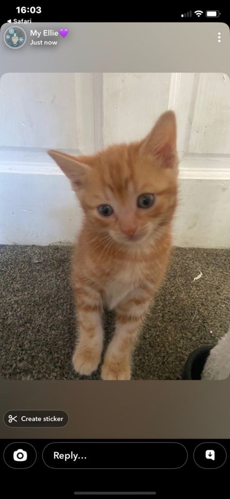 Ginger kitten 