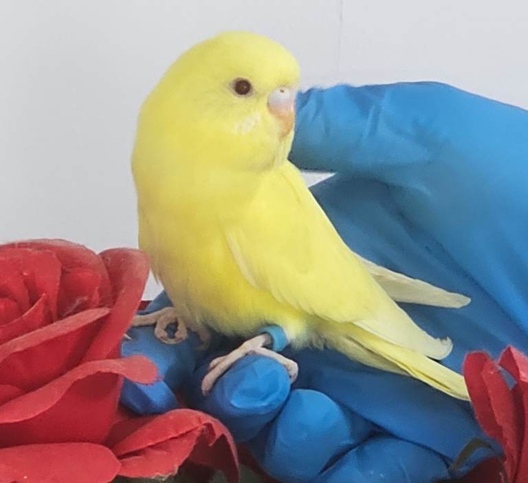 Tame budgie for sale i have a lutino hen and green spangle male. 