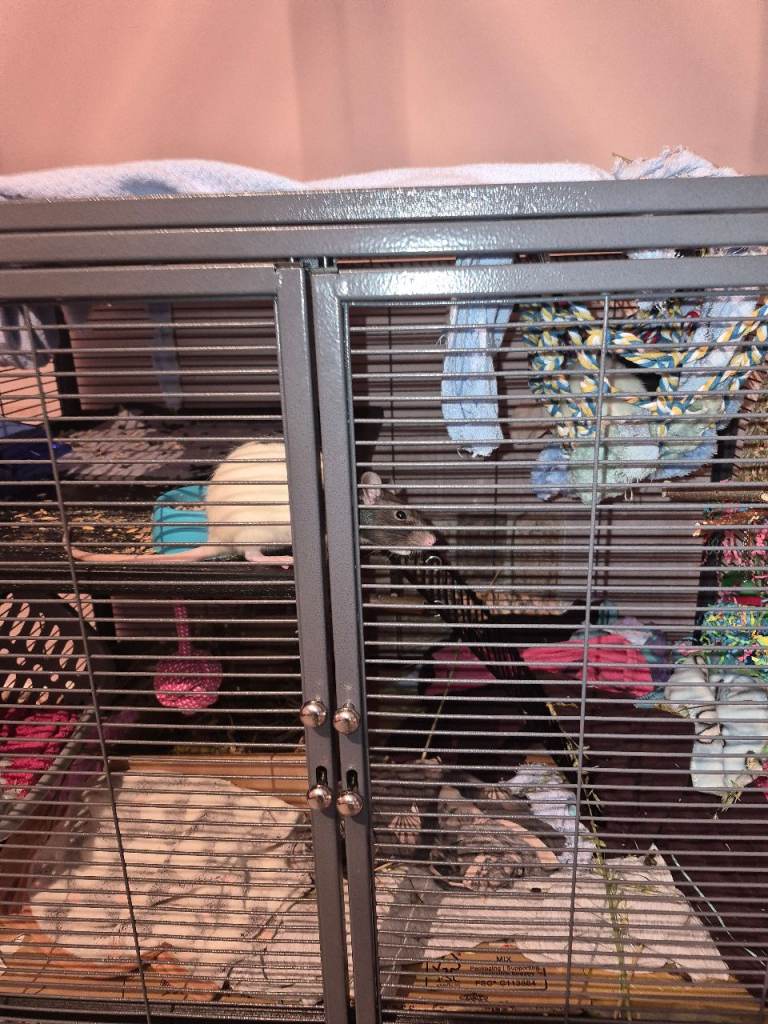 Two little fancy rat girls One is shy but friendly the Other Super dooper freiendly 😊