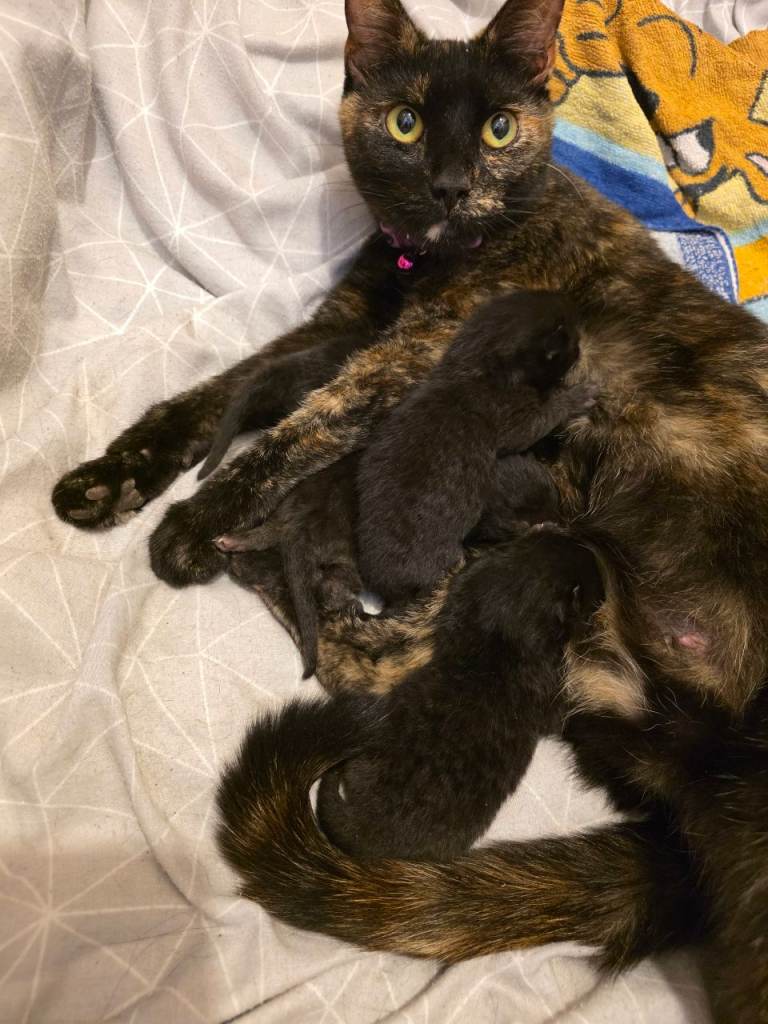 4 beautiful kittens