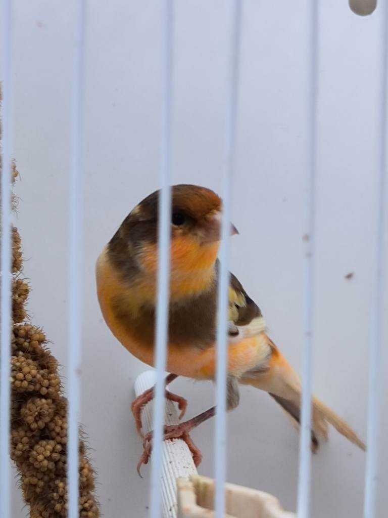 Beautiful singing canary males 