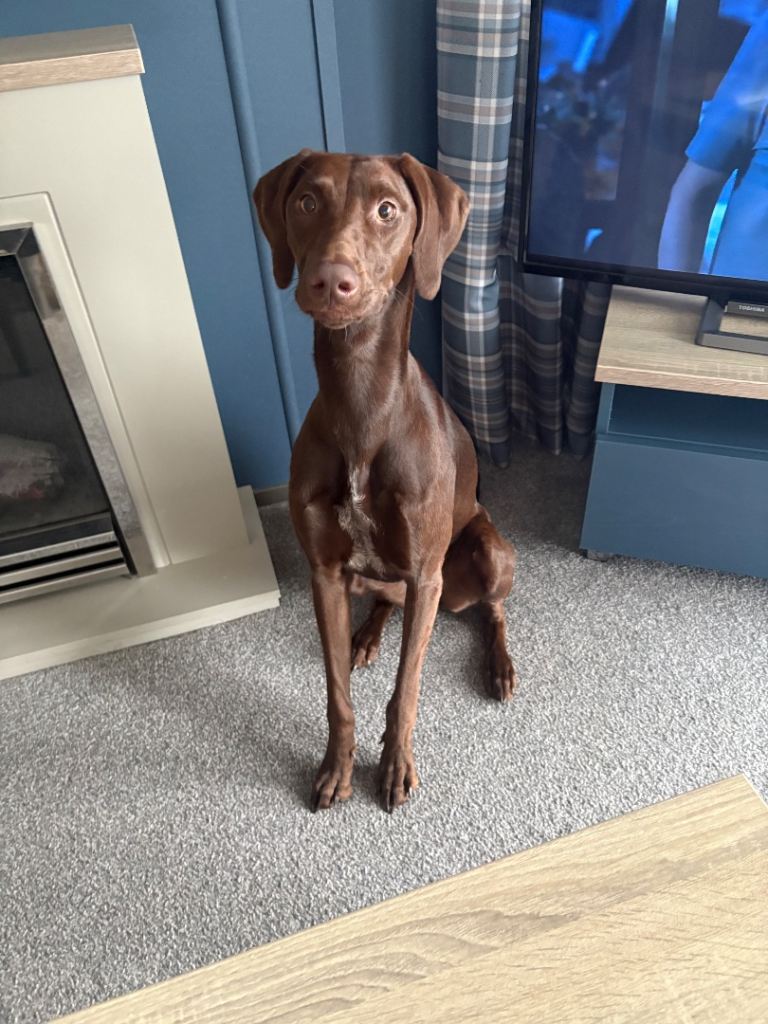 Lurcher/German Pointer 