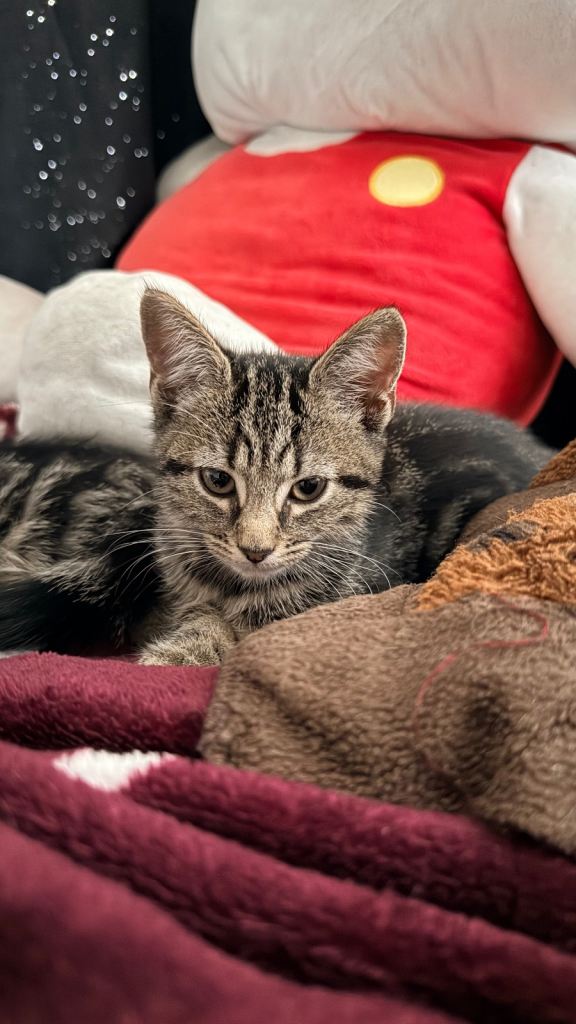 Kittens for sale 