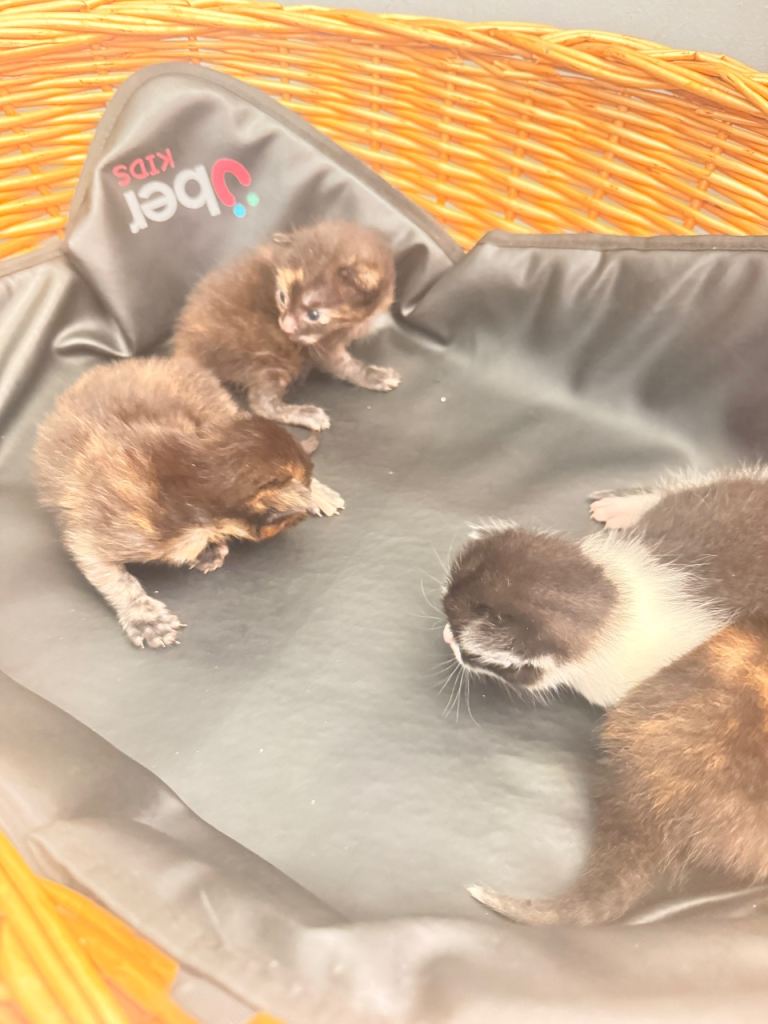 🐾 Beautiful Kittens Looking for Loving Homes 🐾