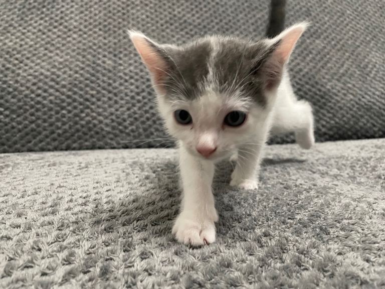 Gorgeous Grey, white and tabby kittens for sale 