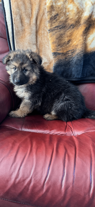 Long-Haired German Shepherd Puppies for Sale