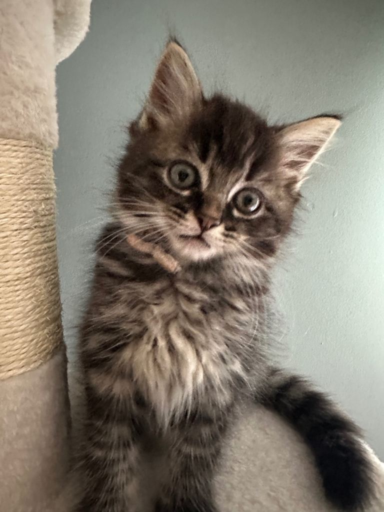 Kittens mix ragdol 