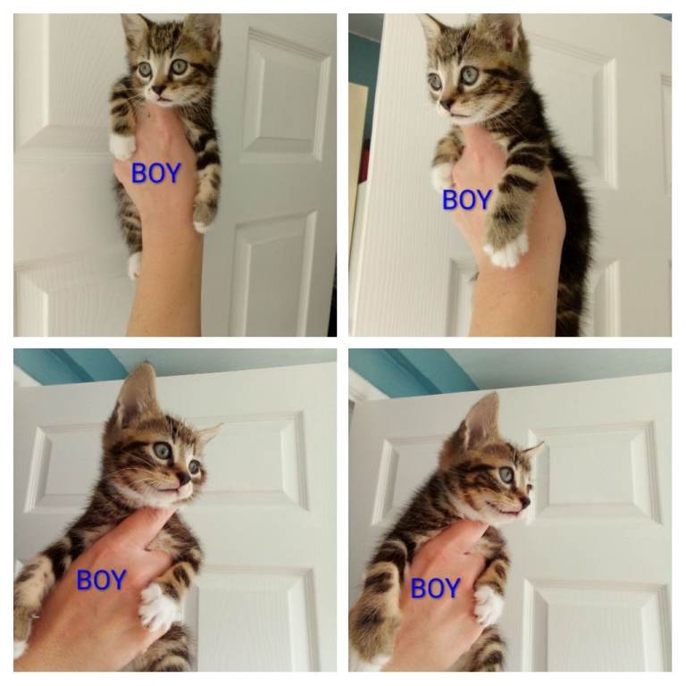 2 Bengal x British shorthair kittens
