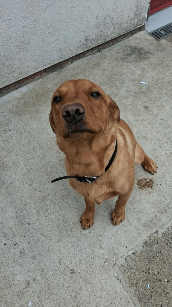 Fox red lab 