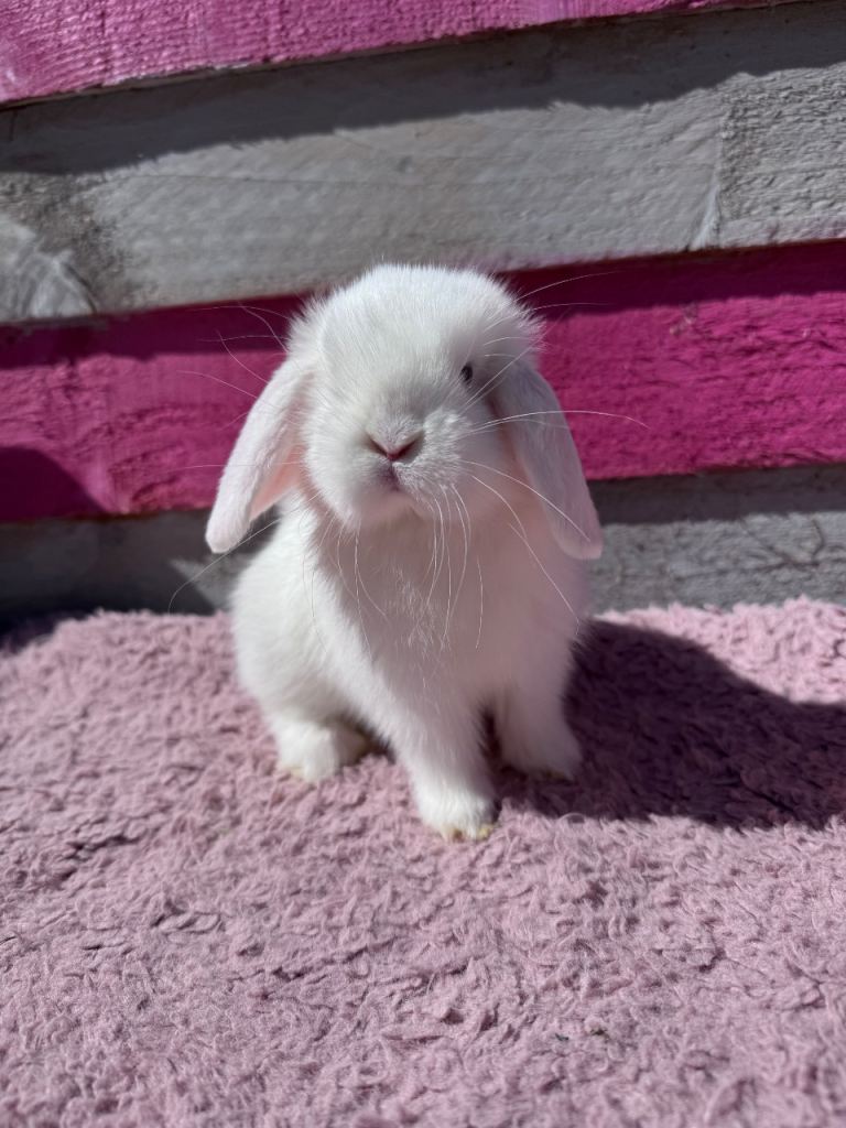 Pedigree Mini Lop Boy 🦋