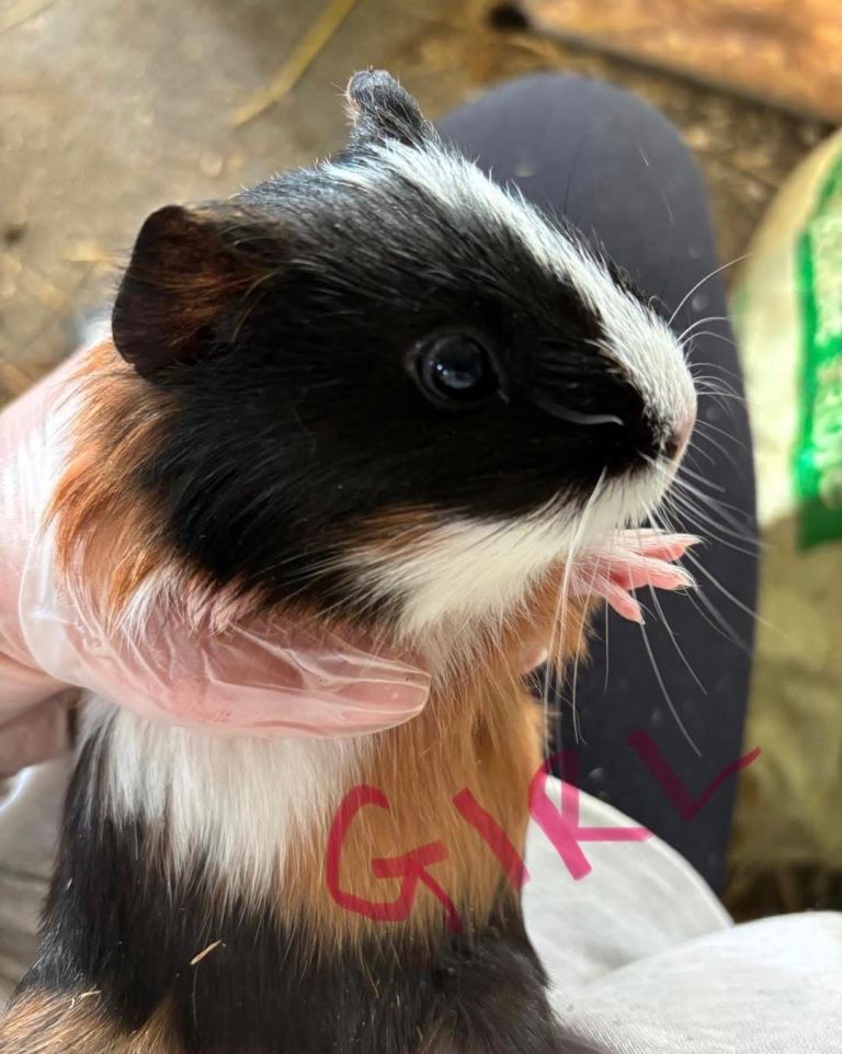 Baby Guinea Pigs Boys and Girls