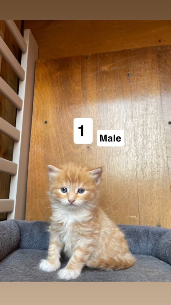 5 beautiful kittens looking for loving and responsible homes