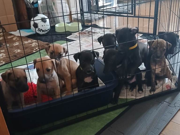 whippet / greyhound saluki whippet pups