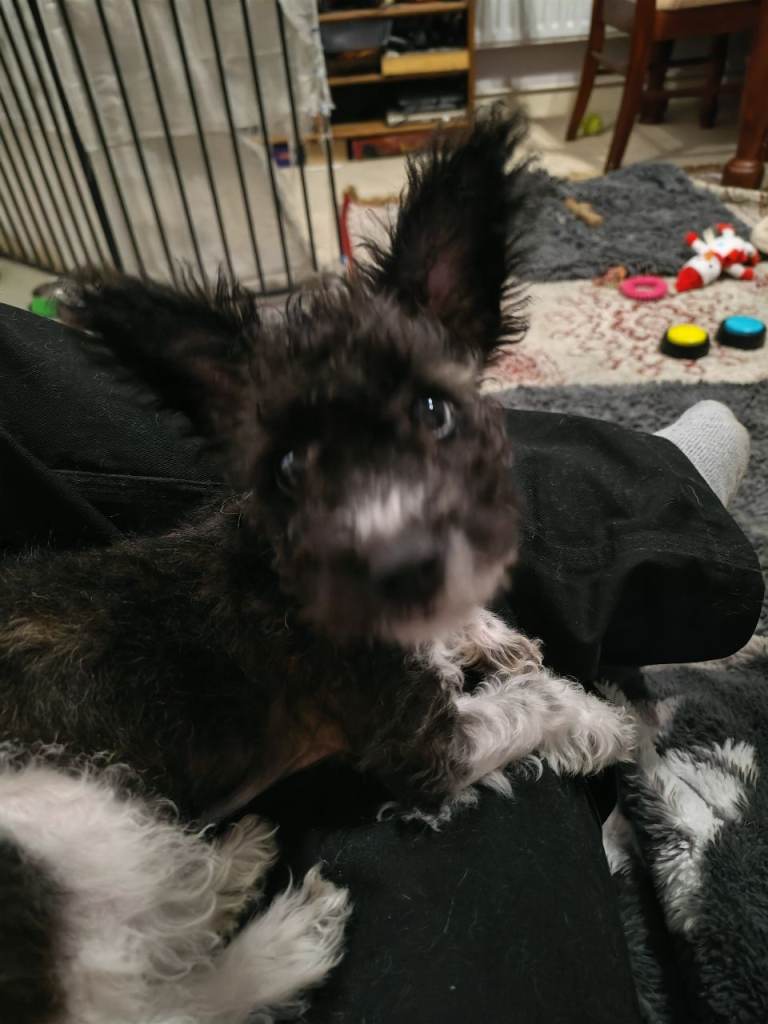 Beautiful Jackapoo puppies