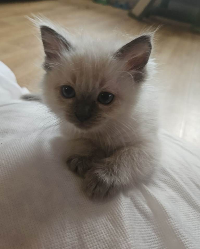 1 female ragdoll kitten 😸 