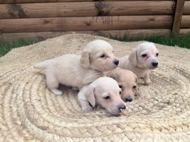 Cream long hair and short hair Dachshunds 