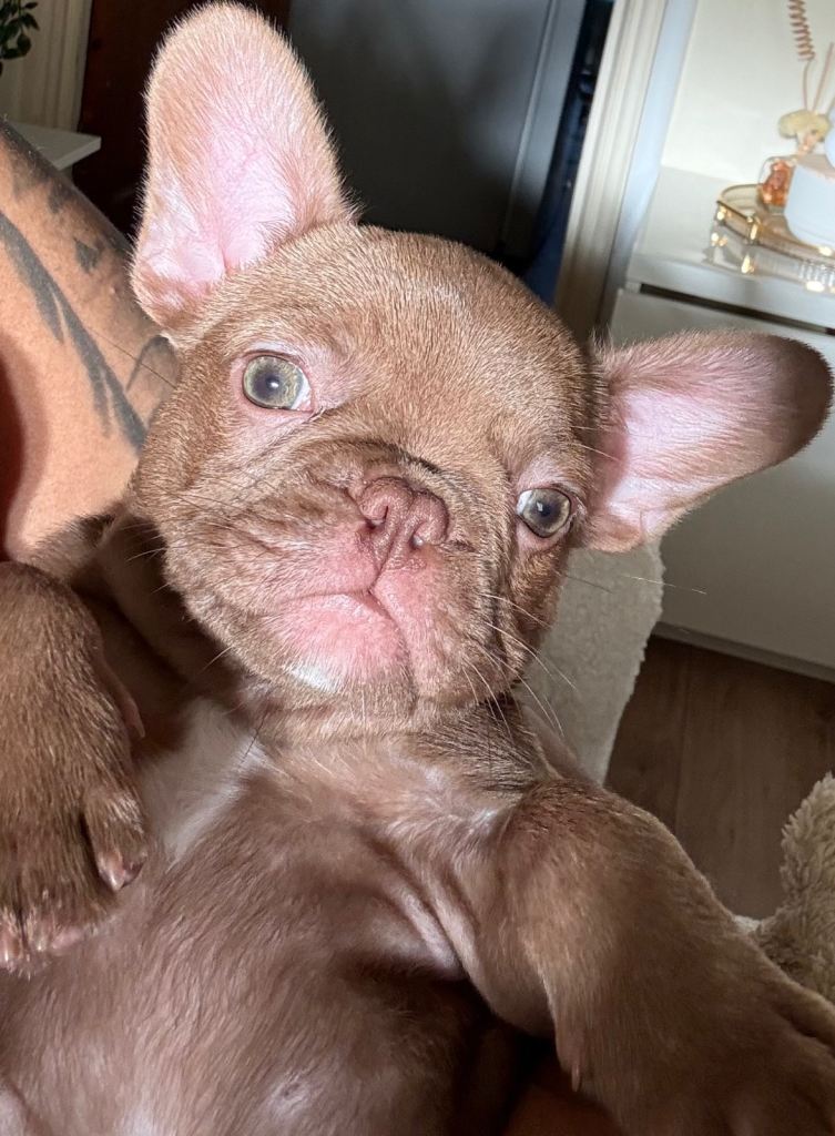 New shade Rojo female French bulldog 