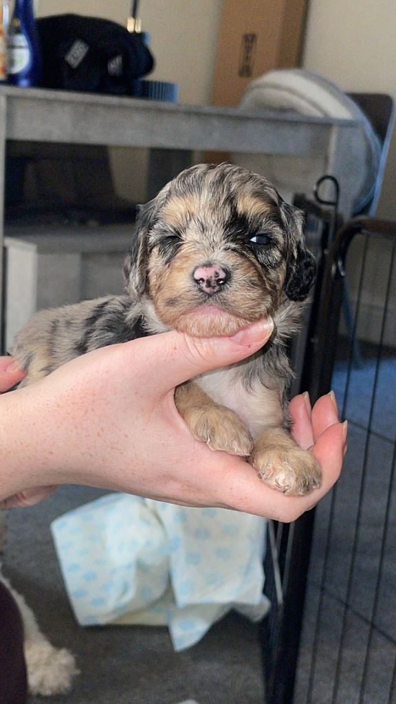 Cavapoochon x cockapoo puppies 
