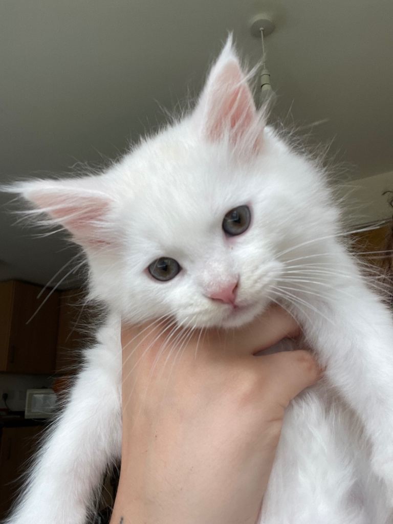 Cat rehome 