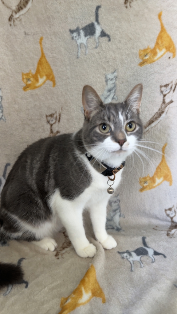 Super friendly affectionate boy looking for his forever home