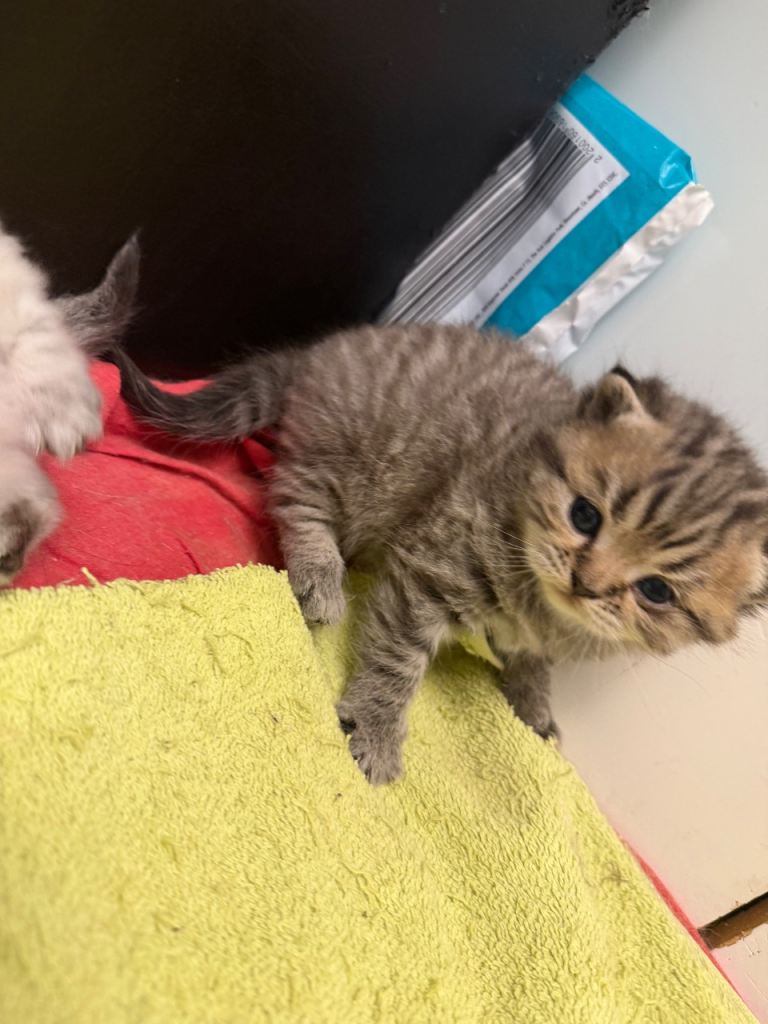 Chinchilla/British shorthair kitten