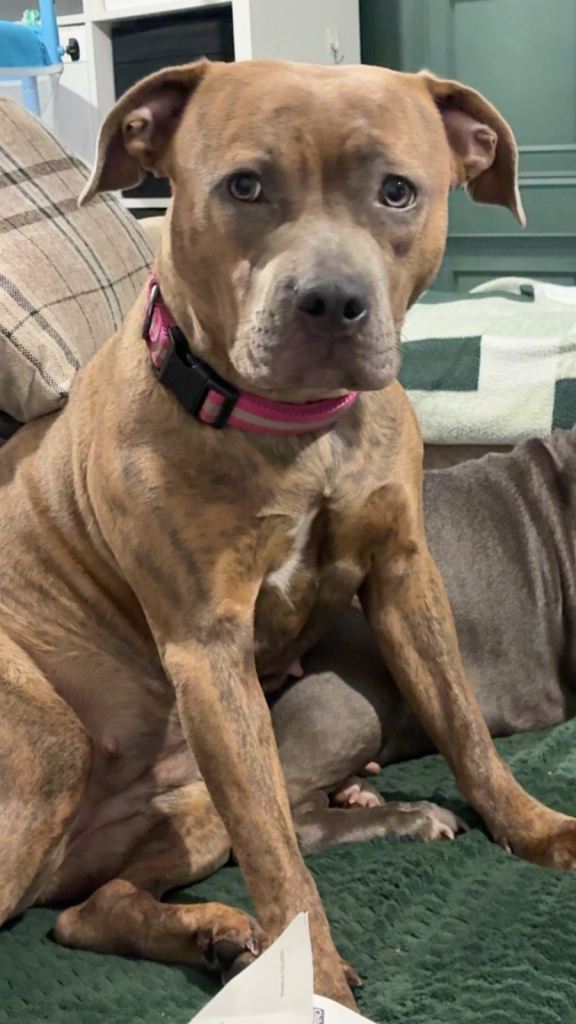 Beautiful 1-Year-Old Female Dog