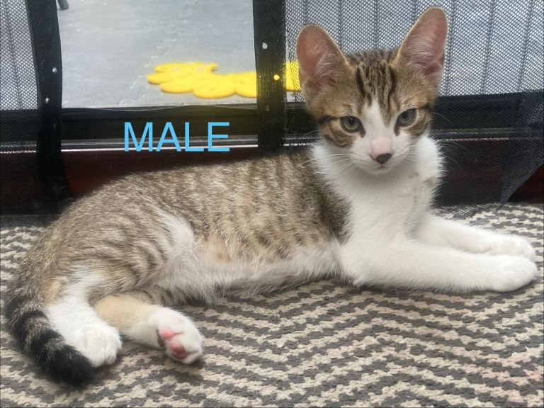 2 kittens available 