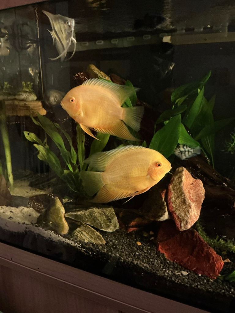 Golden Severums cichlids Pair 