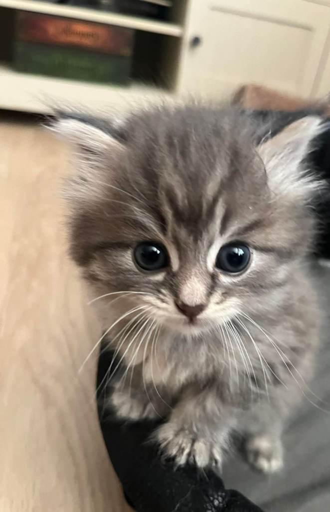 Fluffy Grey Kittens