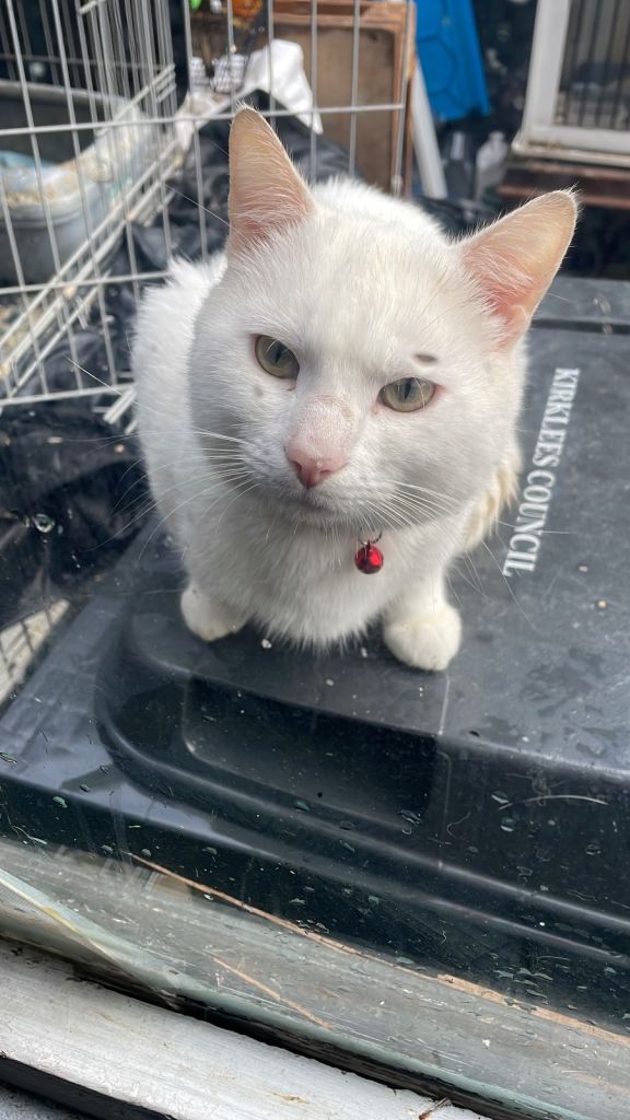Cat 