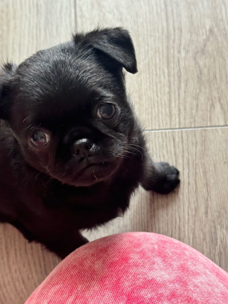 Griffon bruxellois X chihuahua pups 