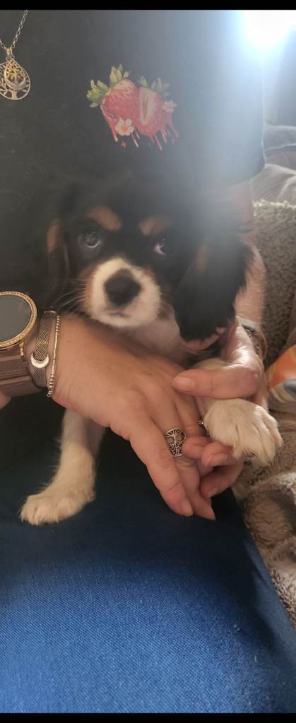 Cavalier king charles puppys 