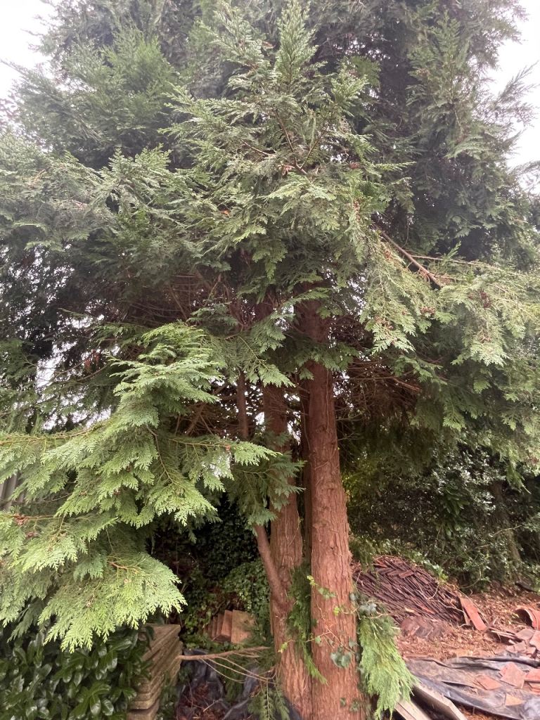 Tree cutting and removal and hedges trimming 