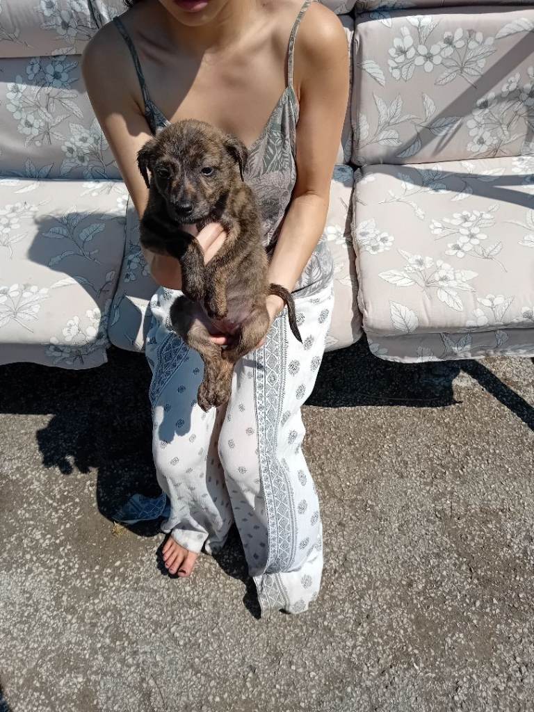 Adorable lurcher puppies near wrexham