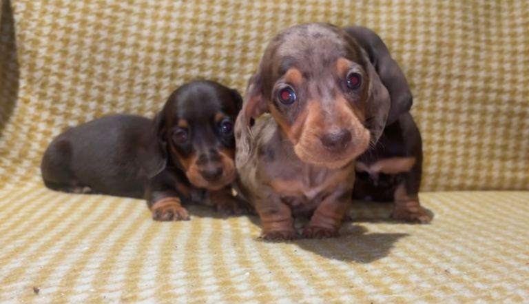 KC Registered Miniature Dachshund Puppies 