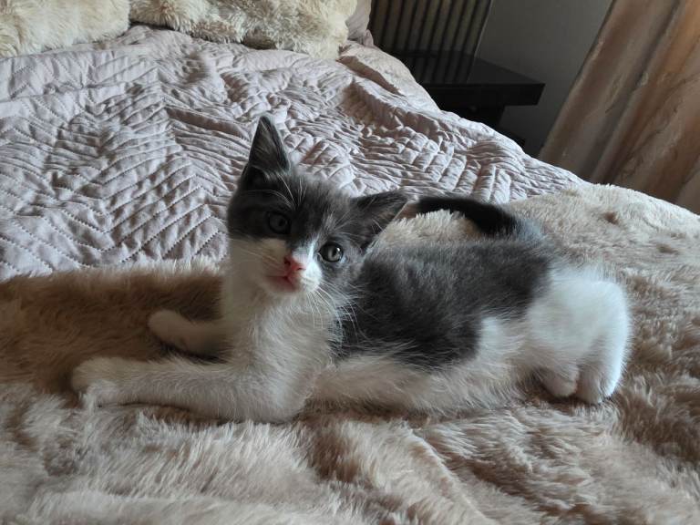 2 grey girl kittens for sale