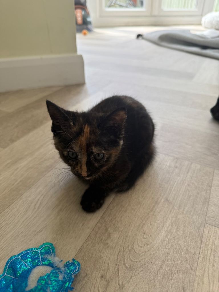 4 Kittens for sale 