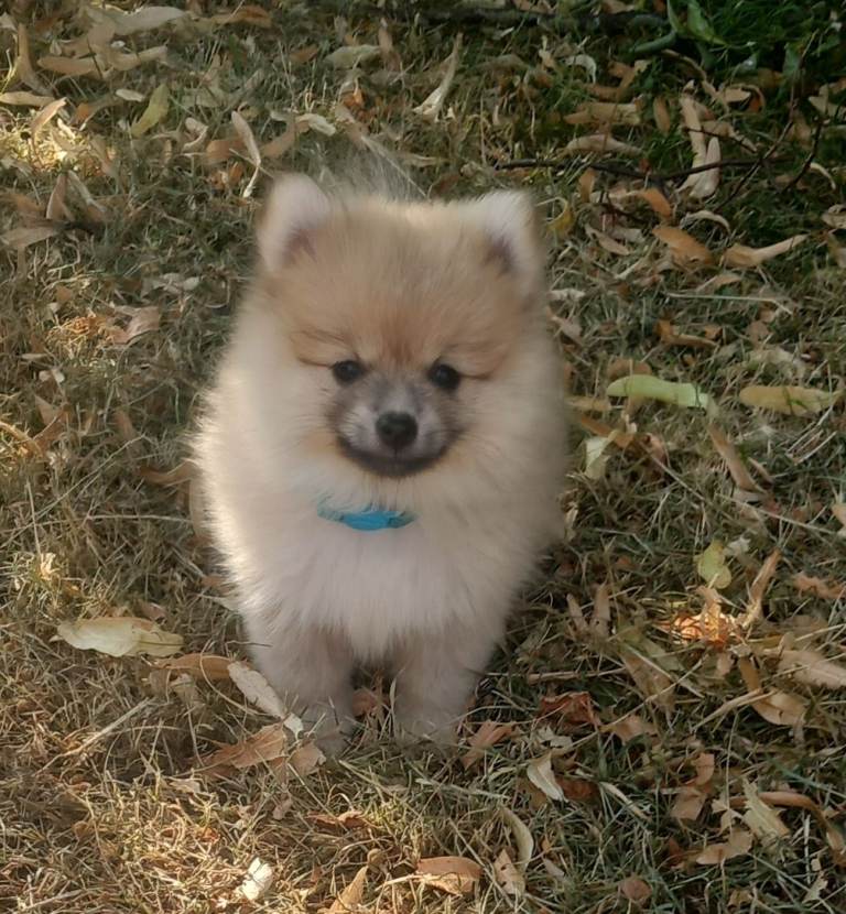 Beautiful pomeranian puppies