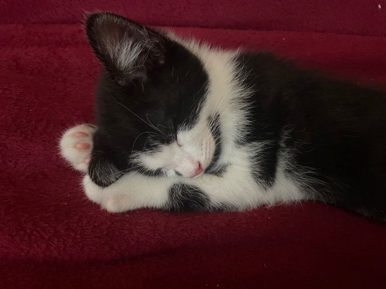 Boys kittens 8 weeks looking for a safe and loving home 