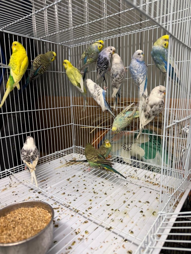 Budgies and zebra finches for sale 