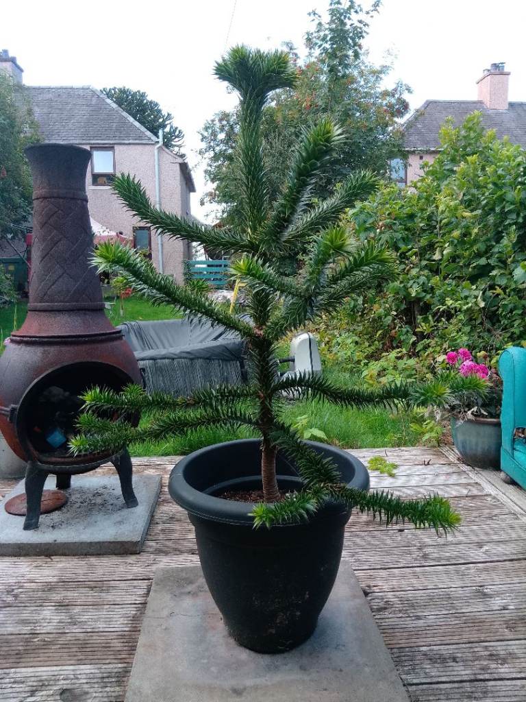 Monkey Puzzle Tree in Pot – Good Condition