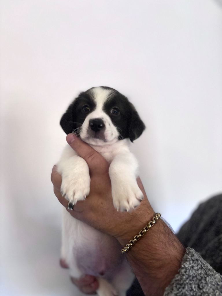 3 x Bichon Maltese mixed puppies 