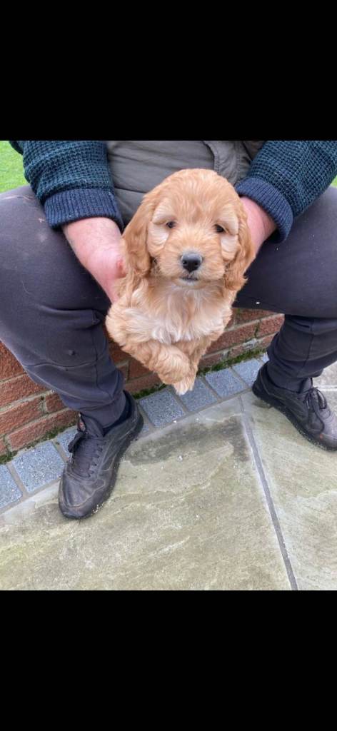 Cockapoo puppies 
