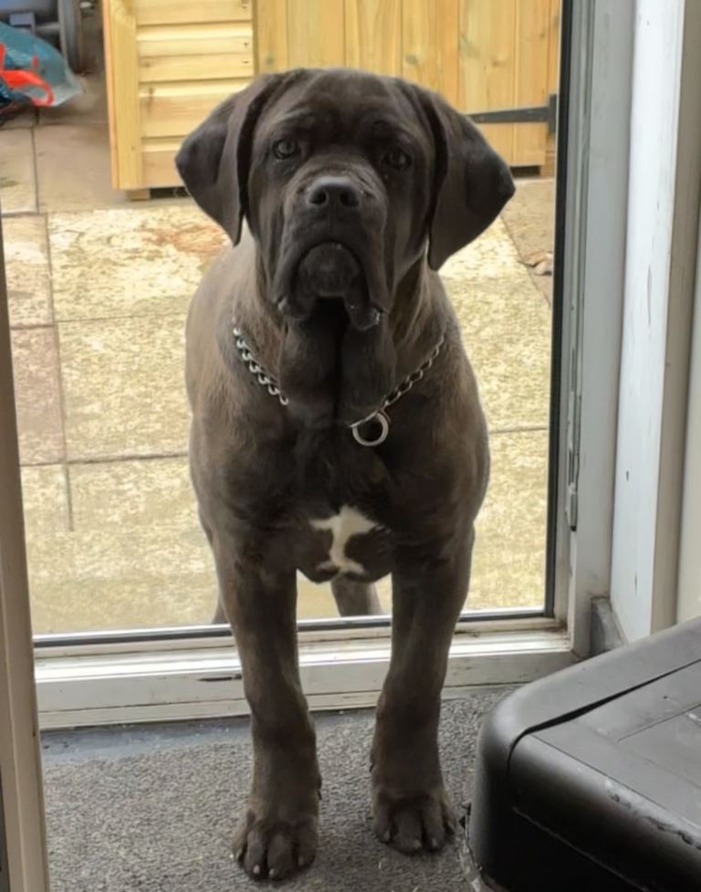Cane Corsa