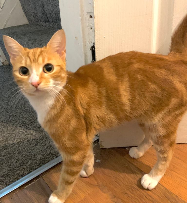 Playful and home friendly Ginger cat with her multiple accessories 