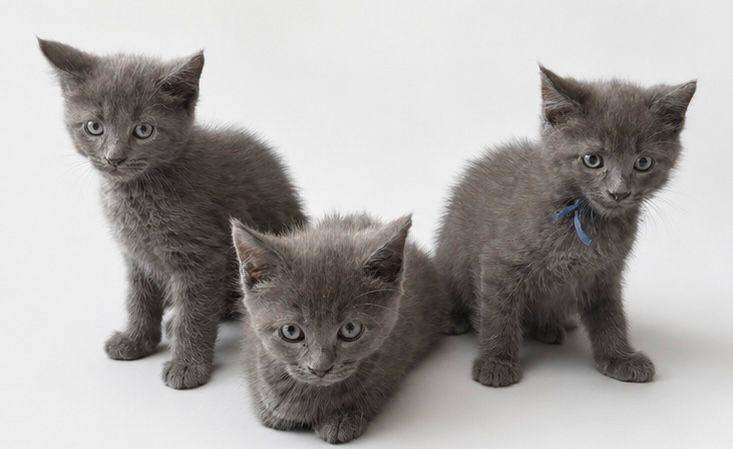 7 half mainecoon kittens ready now