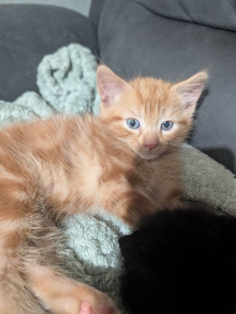 Stunning litter of kittens available soon
